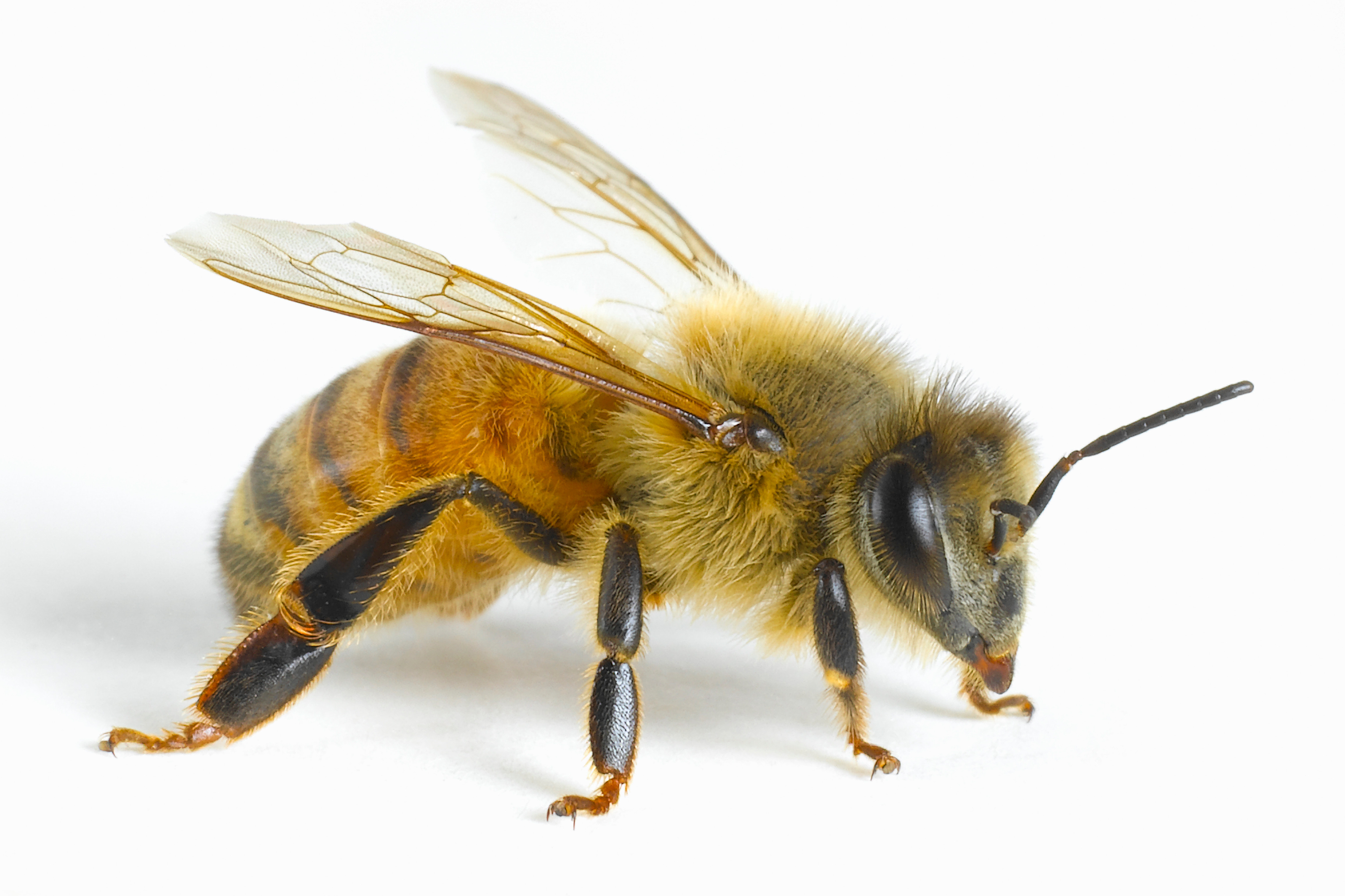 Image Bee - KibrisPDR