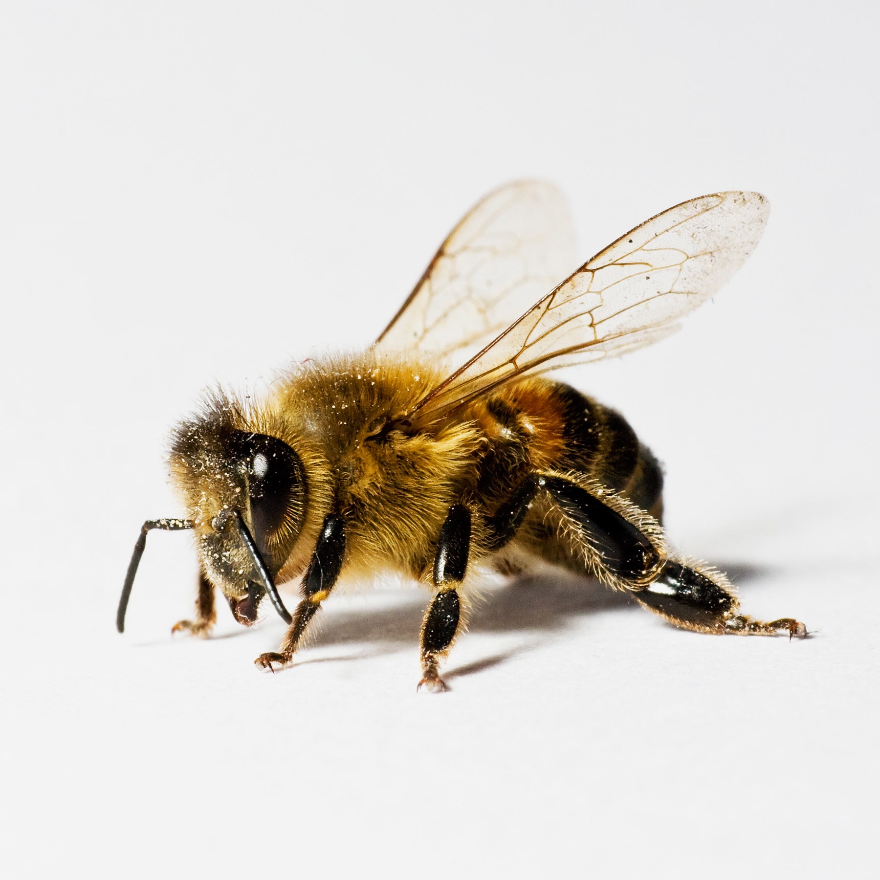 Detail Image Bee Nomer 2