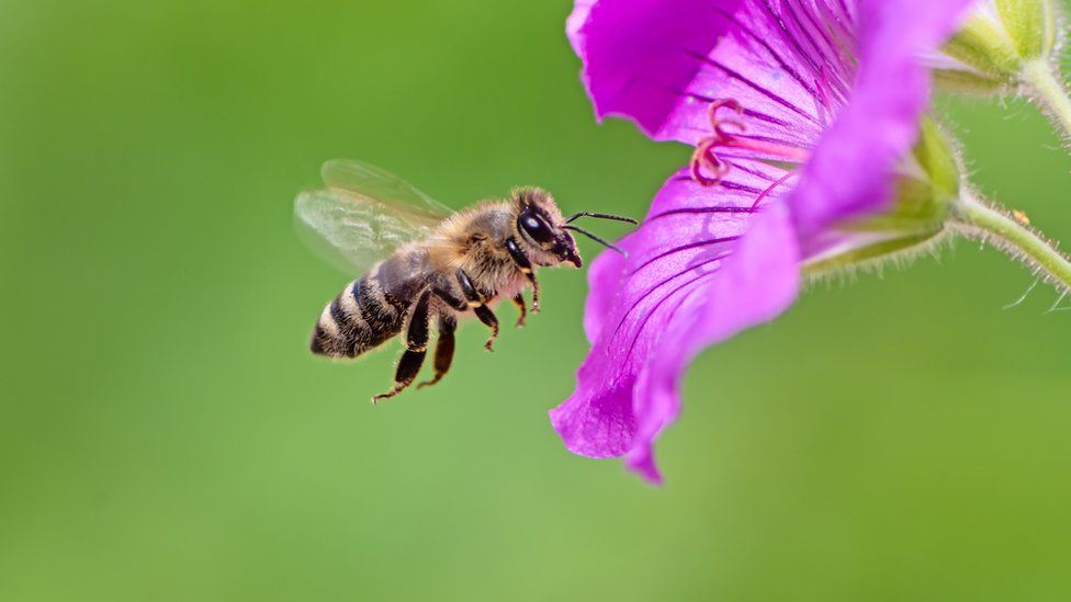 Detail Image Bee Nomer 12