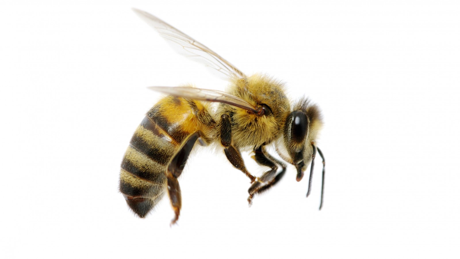 Detail Image Bee Nomer 16