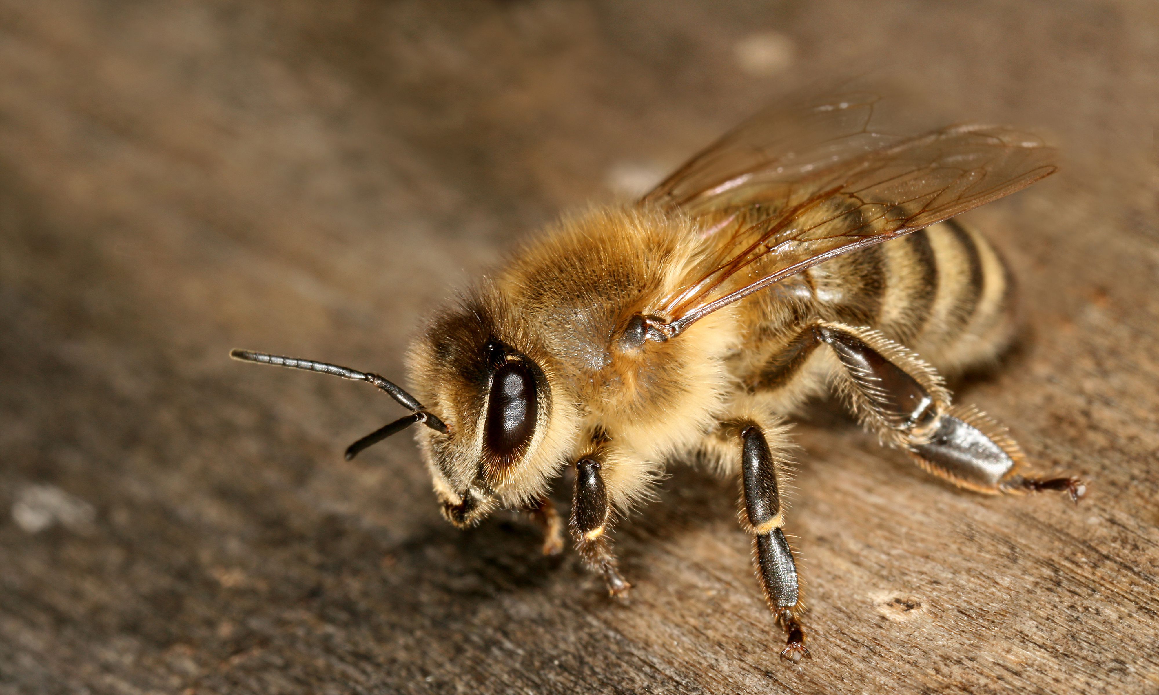 Detail Image Bee Nomer 18