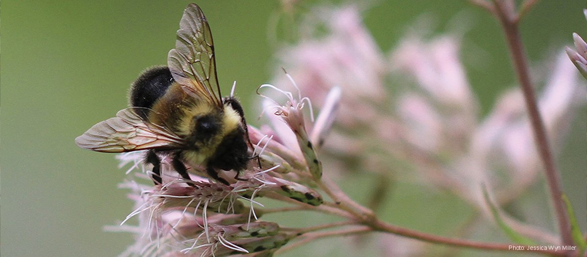 Detail Image Bee Nomer 19