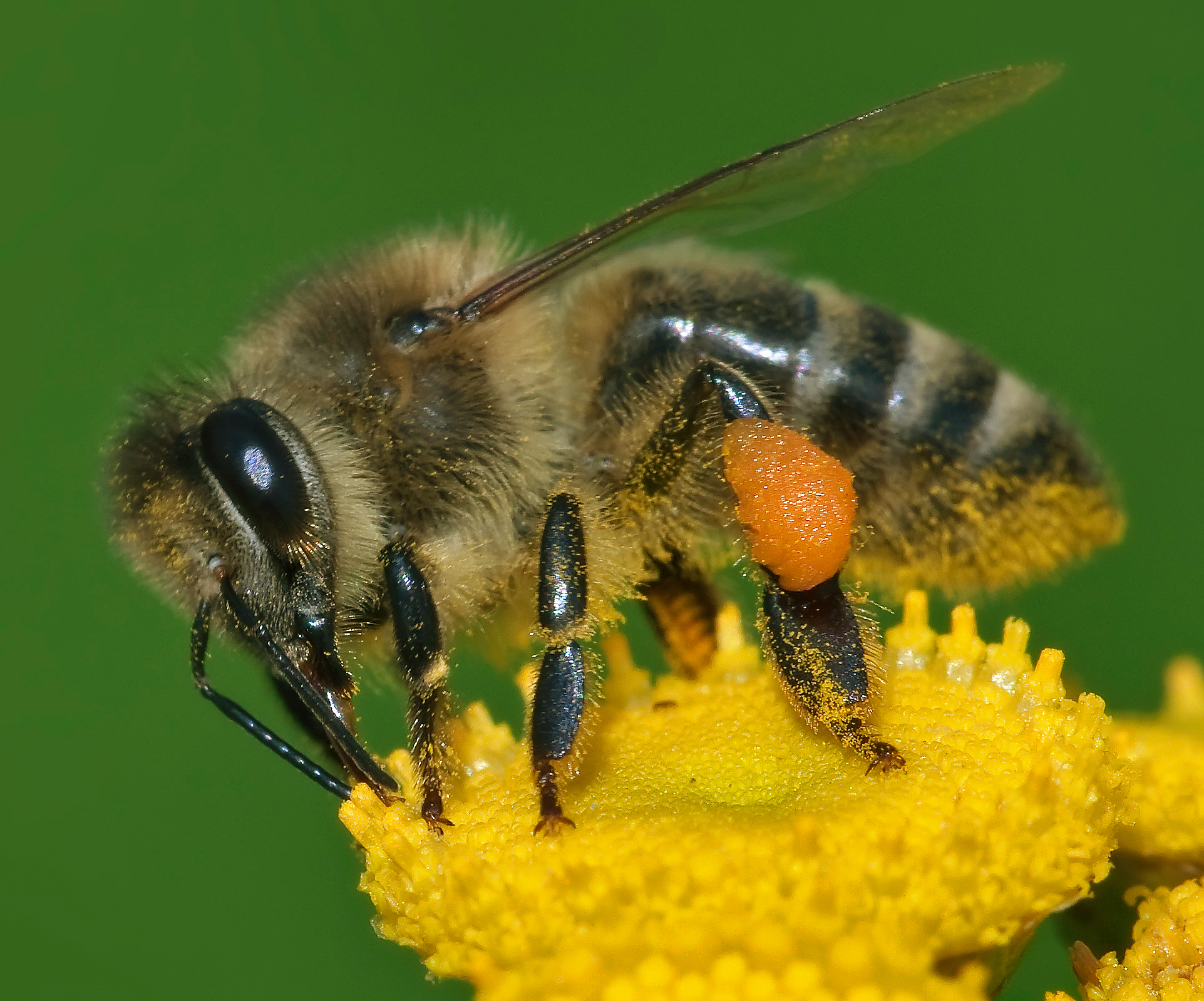 Detail Image Bee Nomer 3