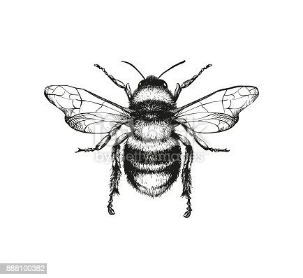 Detail Image Bee Nomer 26