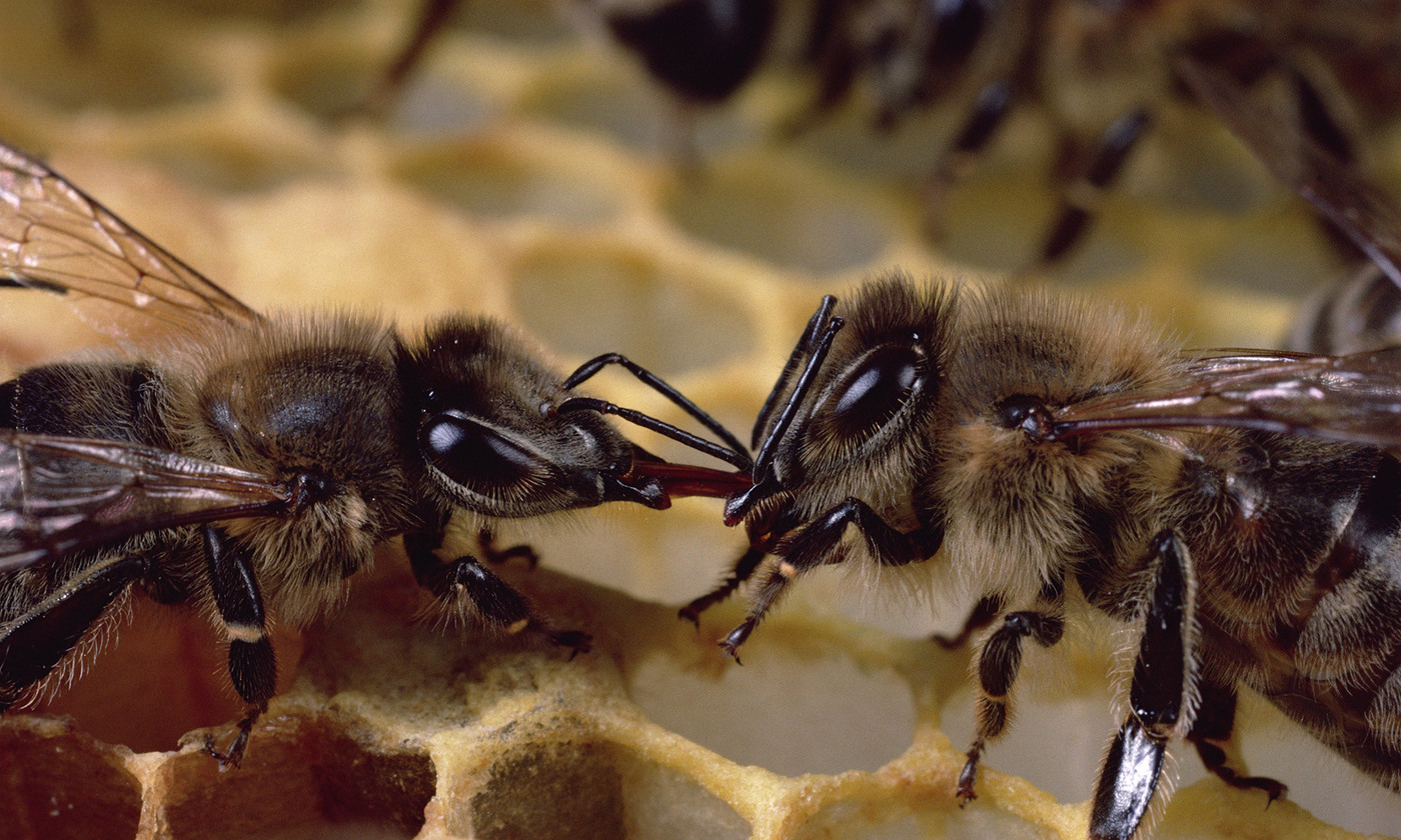 Detail Image Bee Nomer 30