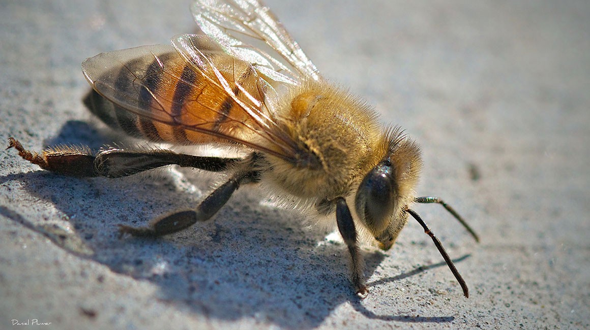 Detail Image Bee Nomer 32