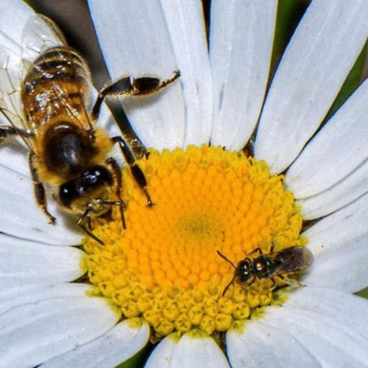 Detail Image Bee Nomer 35