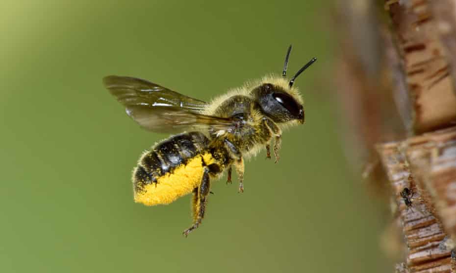 Detail Image Bee Nomer 40