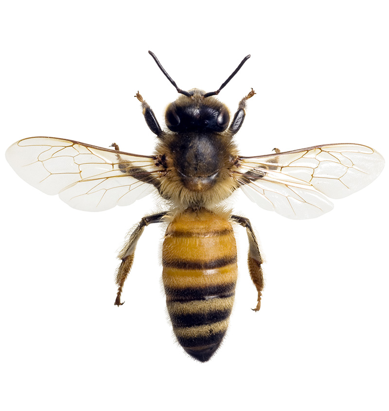 Detail Image Bee Nomer 49
