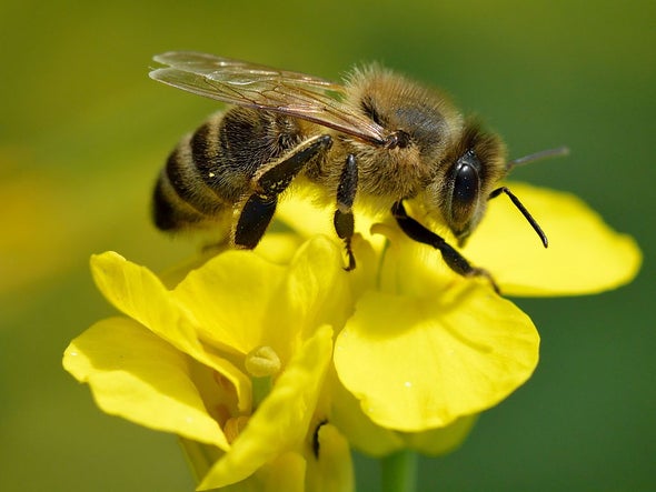 Detail Image Bee Nomer 9