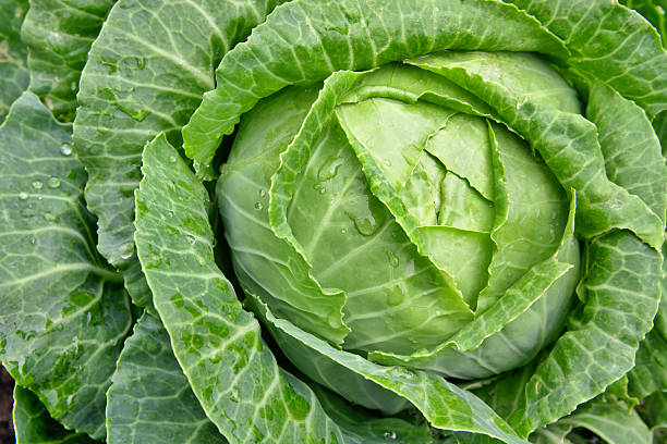Detail Image Cabbage Nomer 14