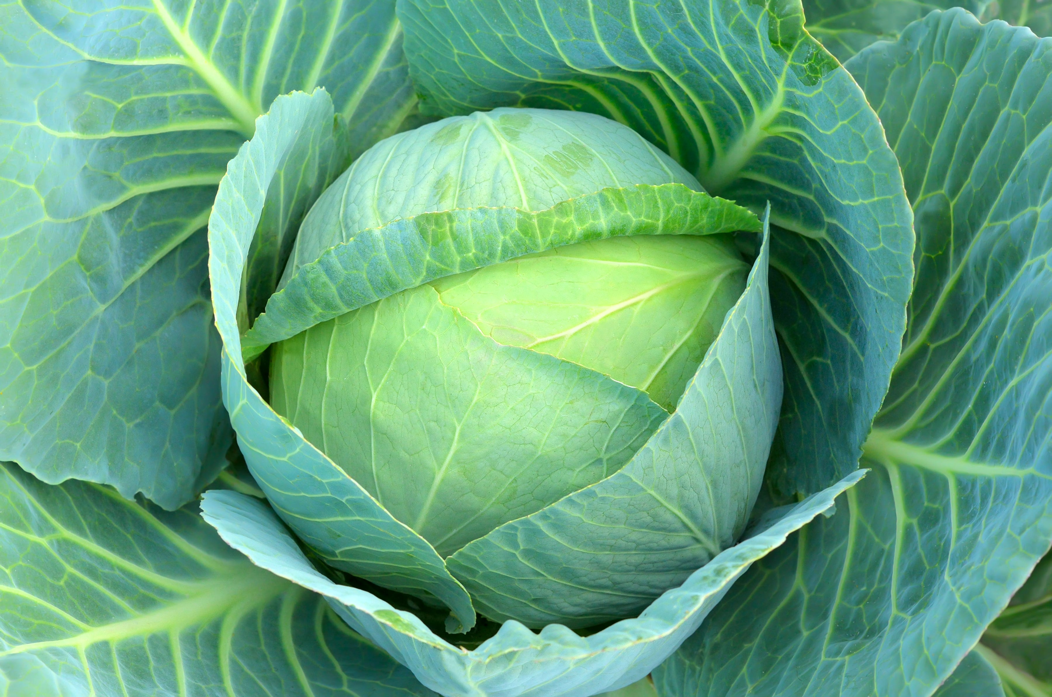 Detail Image Cabbage Nomer 4