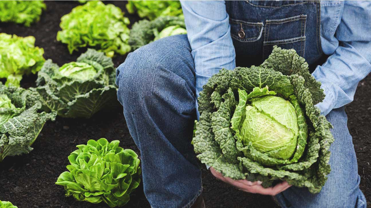 Detail Image Cabbage Nomer 31