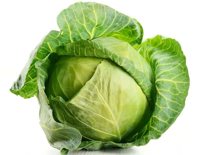 Detail Image Cabbage Nomer 33