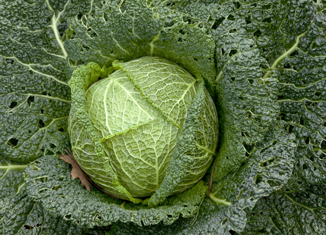 Detail Image Cabbage Nomer 8