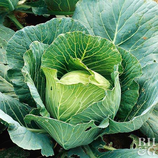 Detail Image Cabbage Nomer 10