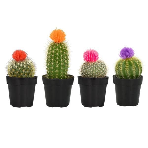 Detail Image Cactus Nomer 5