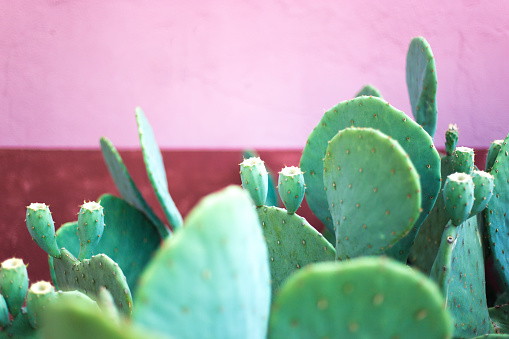 Detail Image Cactus Nomer 45