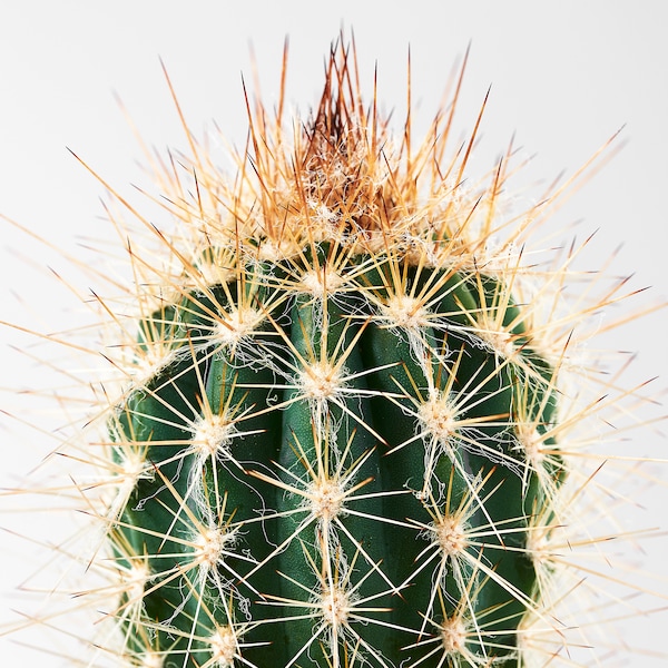 Detail Image Cactus Nomer 10