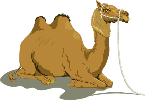 Detail Image Camel Nomer 20