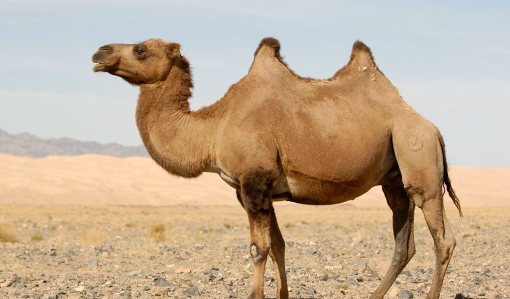 Detail Image Camel Nomer 54
