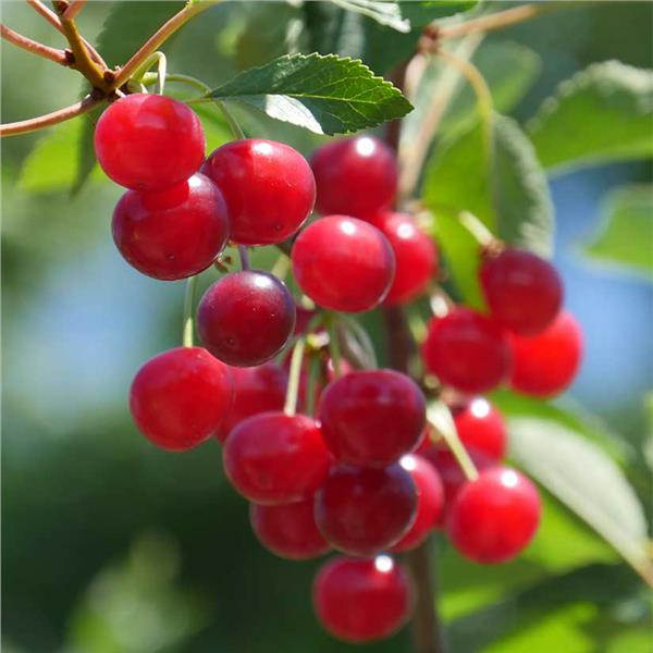 Detail Image Cherry Nomer 40