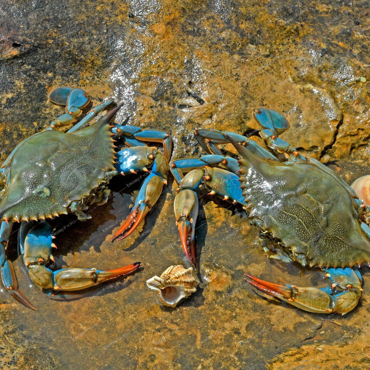 Detail Image Crab Nomer 19