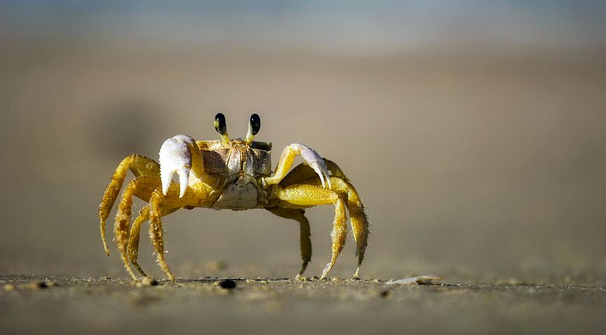 Detail Image Crab Nomer 46