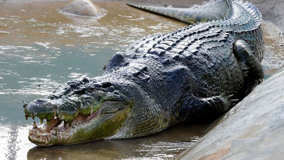 Detail Image Crocodile Nomer 51
