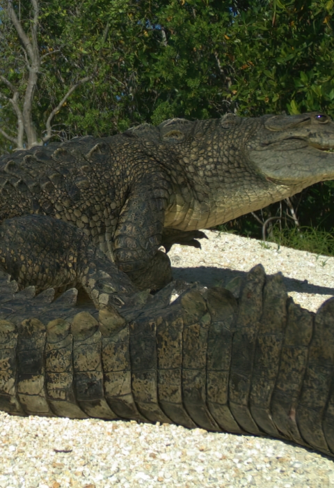 Detail Image Crocodile Nomer 54