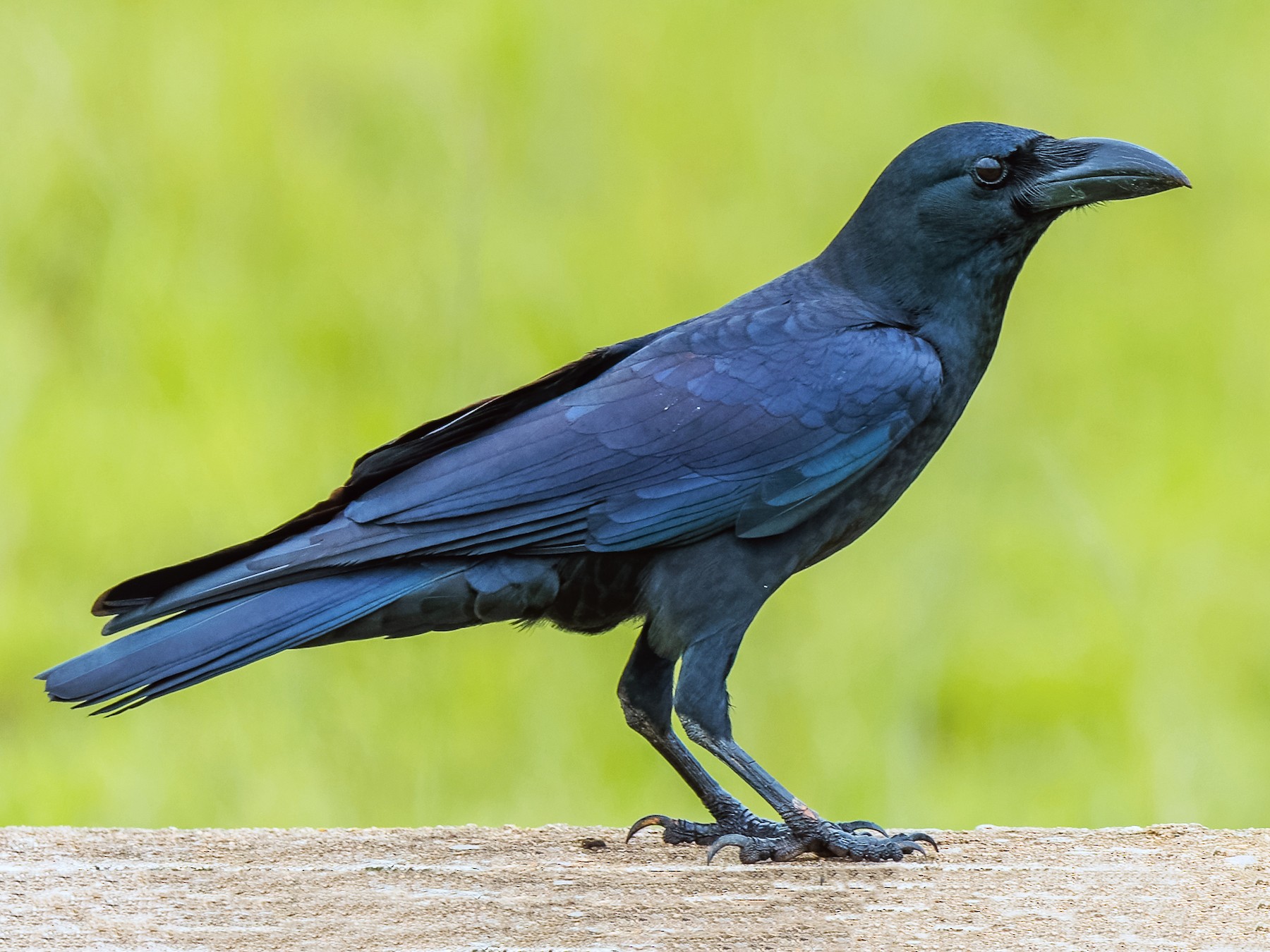Detail Image Crow Nomer 2