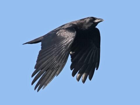 Detail Image Crow Nomer 11