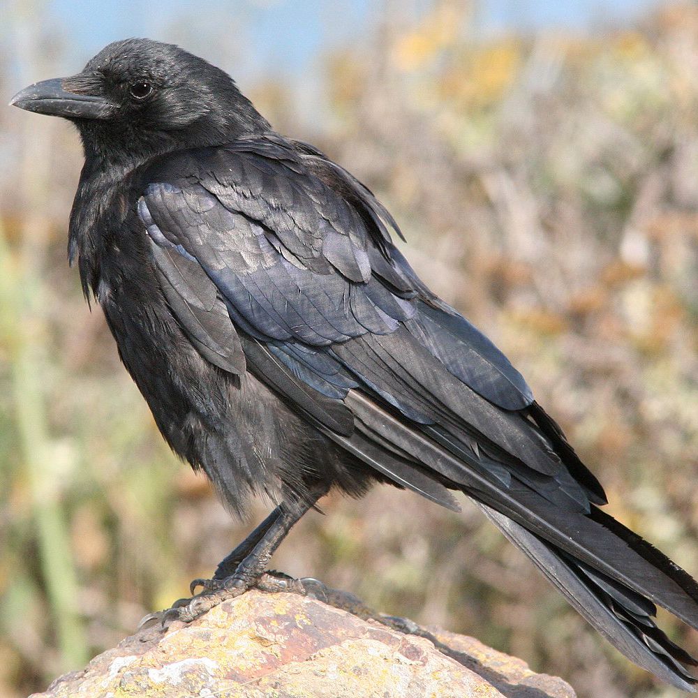 Detail Image Crow Nomer 15