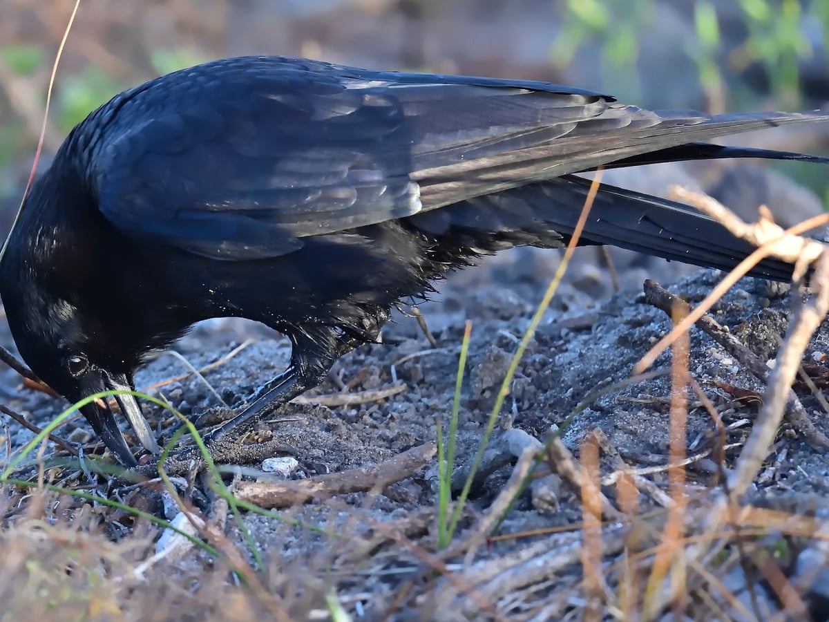 Detail Image Crow Nomer 20