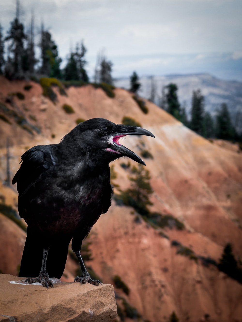 Detail Image Crow Nomer 25