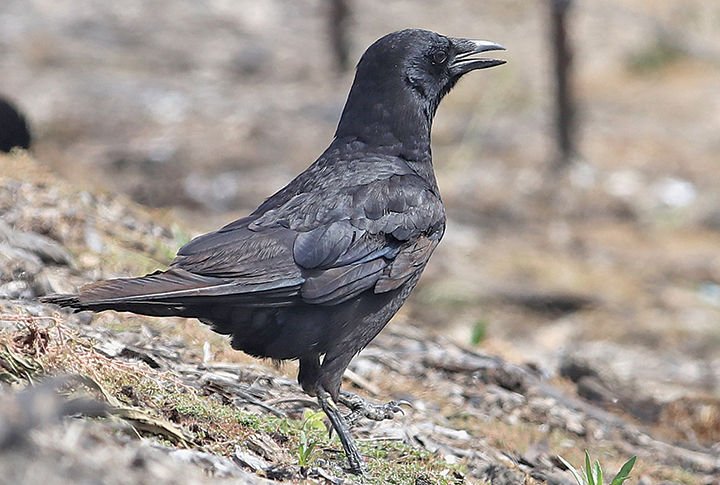 Detail Image Crow Nomer 28