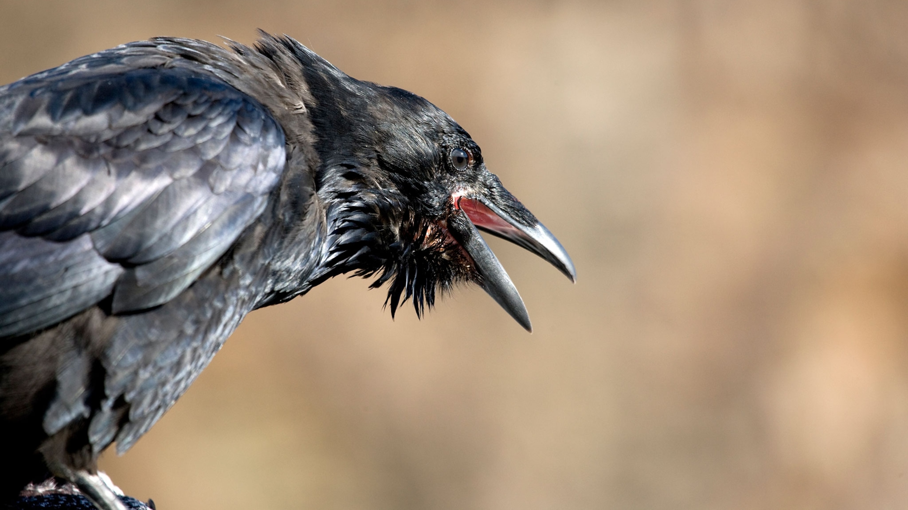 Detail Image Crow Nomer 32