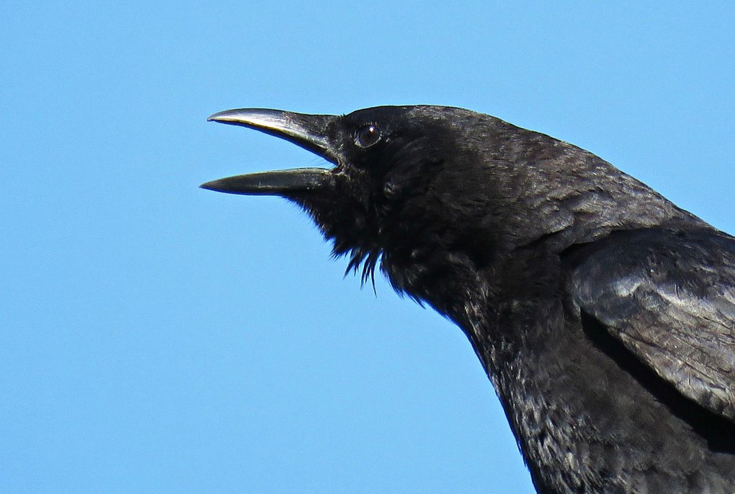 Detail Image Crow Nomer 34