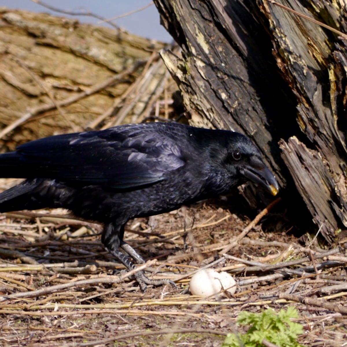 Detail Image Crow Nomer 37