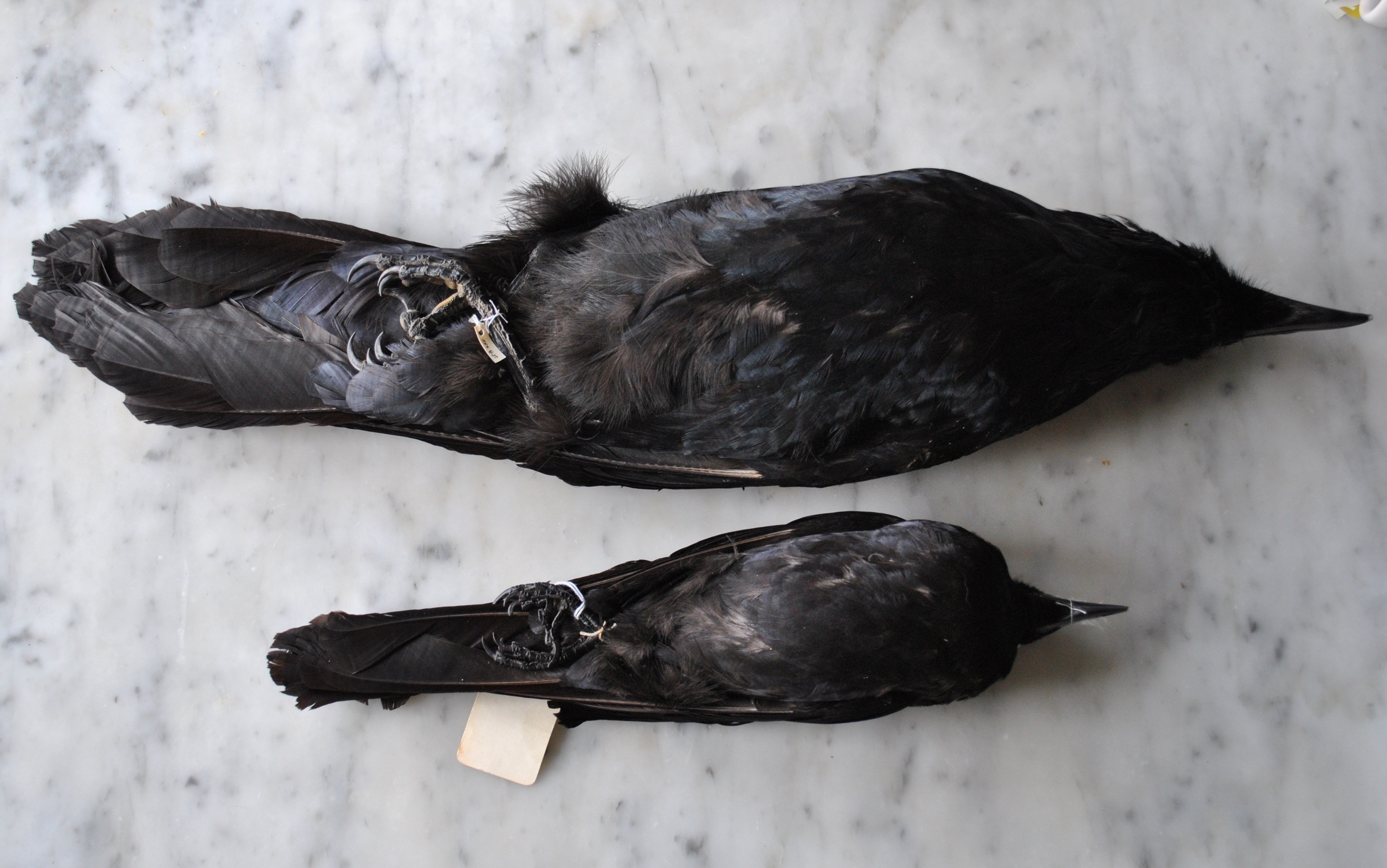 Detail Image Crow Nomer 43
