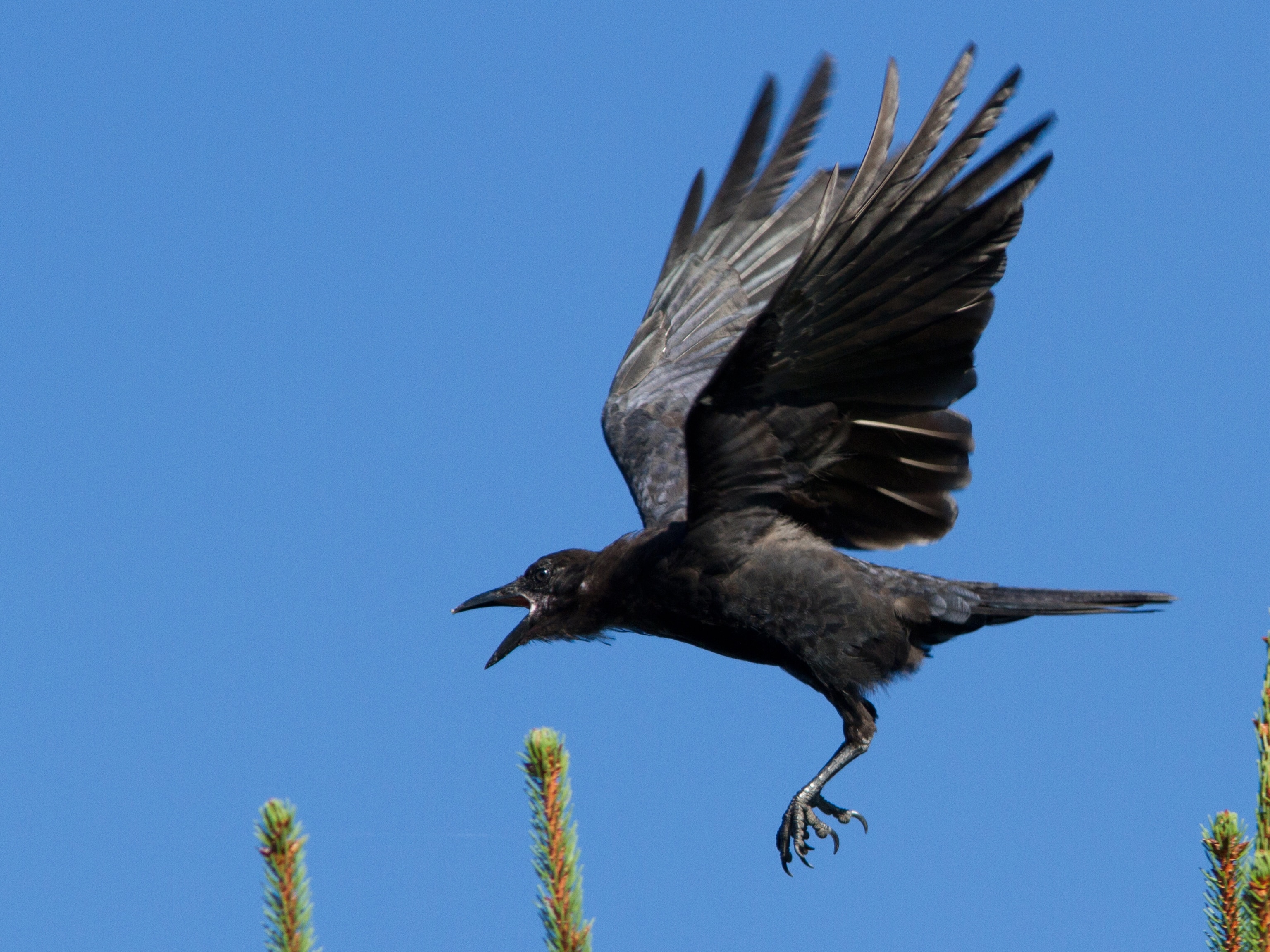 Detail Image Crow Nomer 49