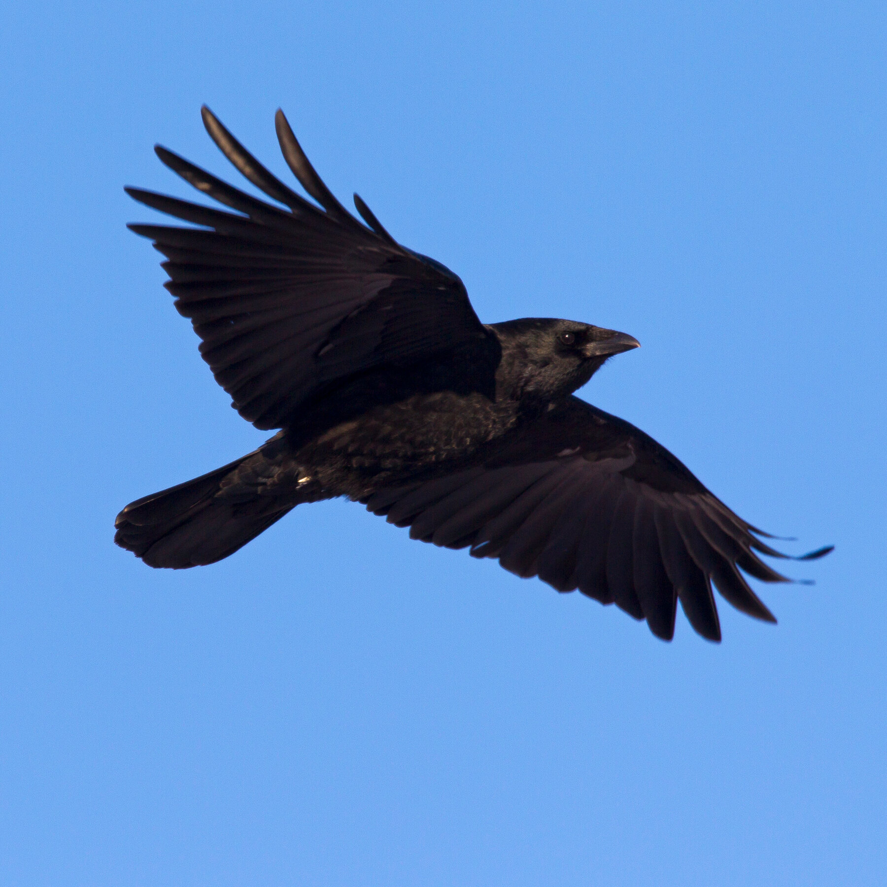 Detail Image Crow Nomer 53