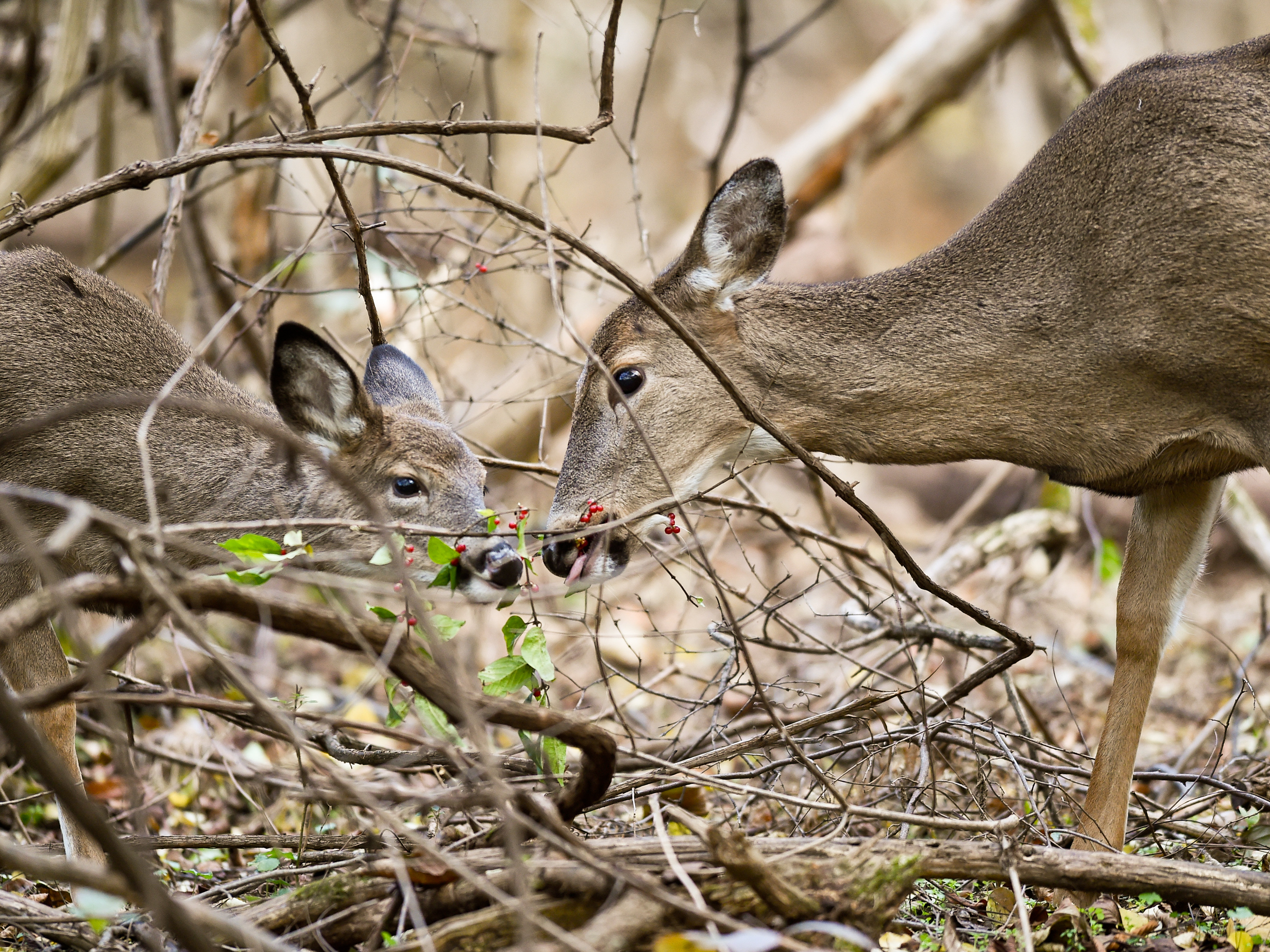 Detail Image Deer Nomer 6