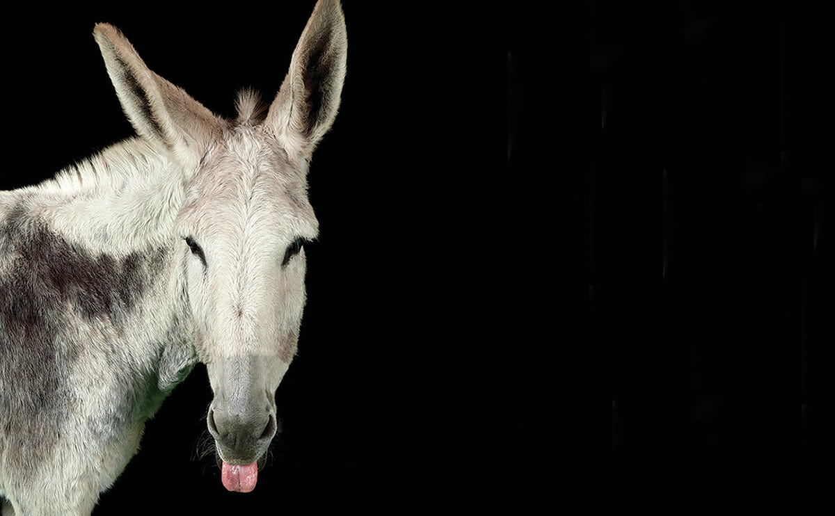 Detail Image Donkey Nomer 45