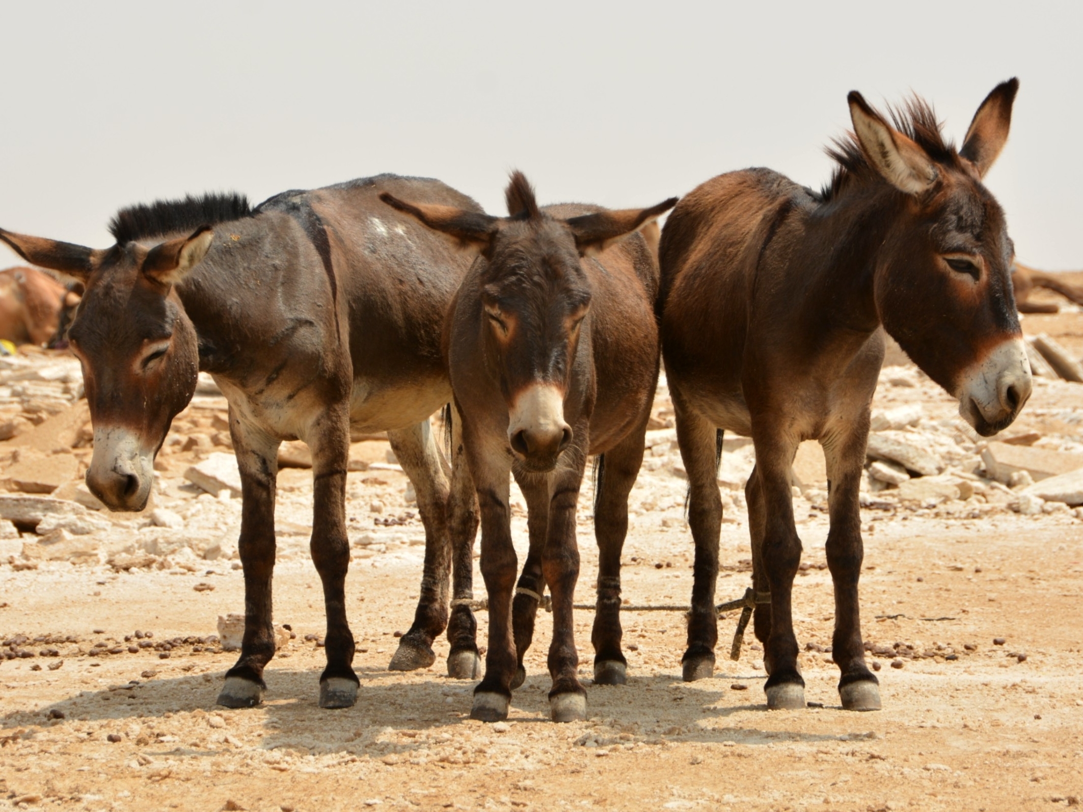 Detail Image Donkey Nomer 6