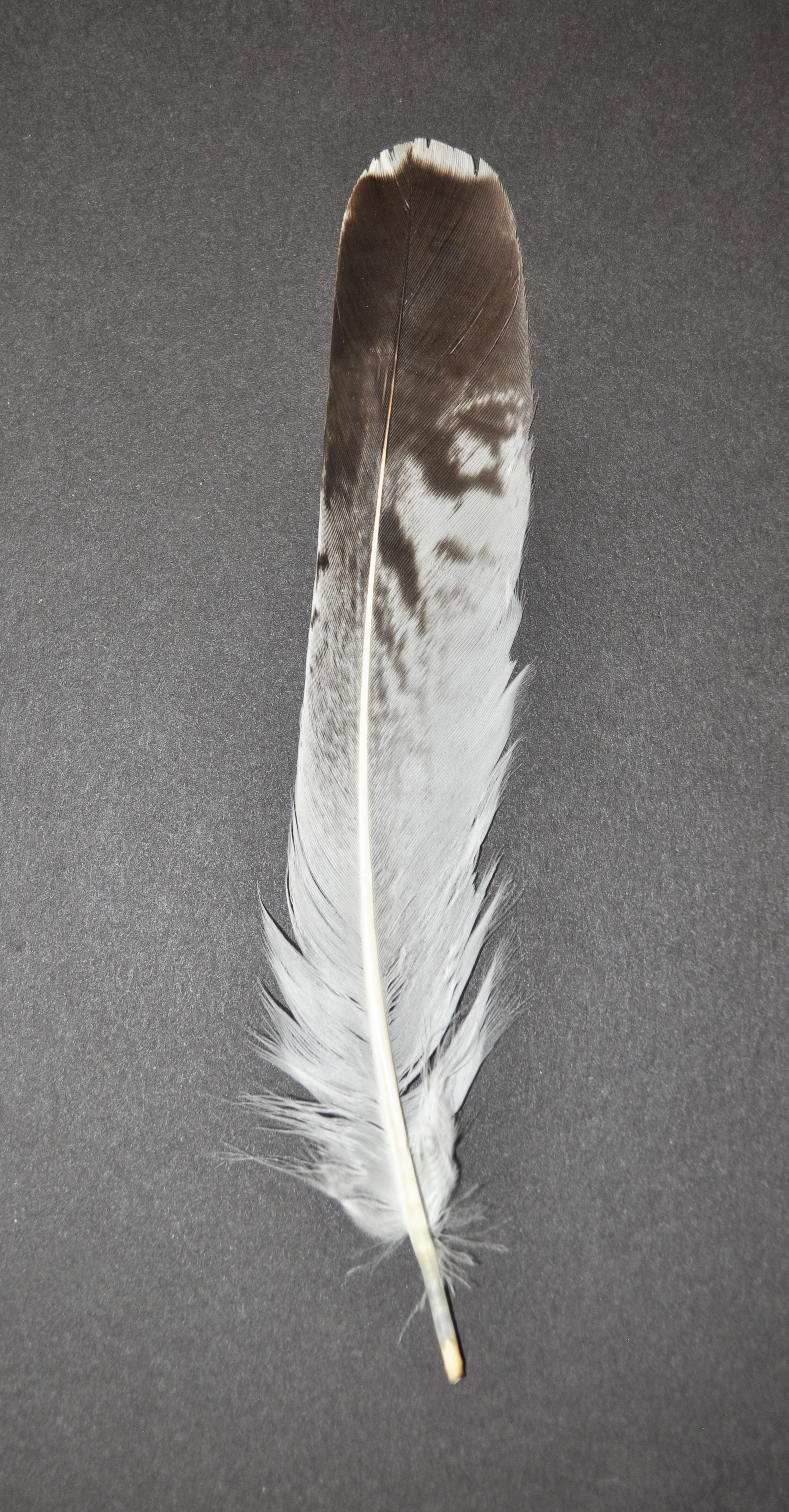 Detail Image Feather Nomer 19