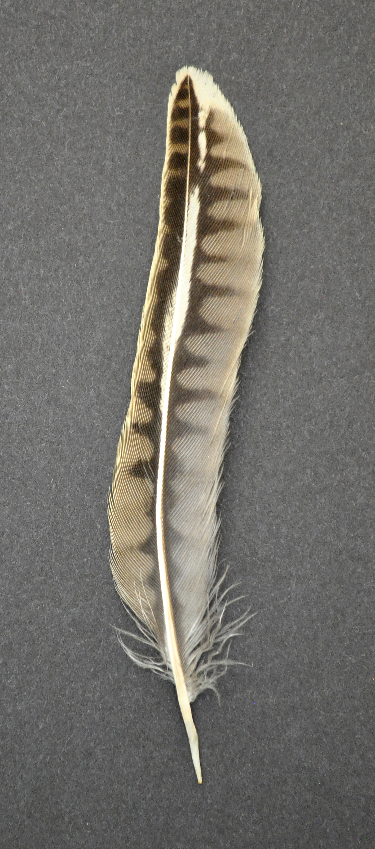 Detail Image Feather Nomer 26