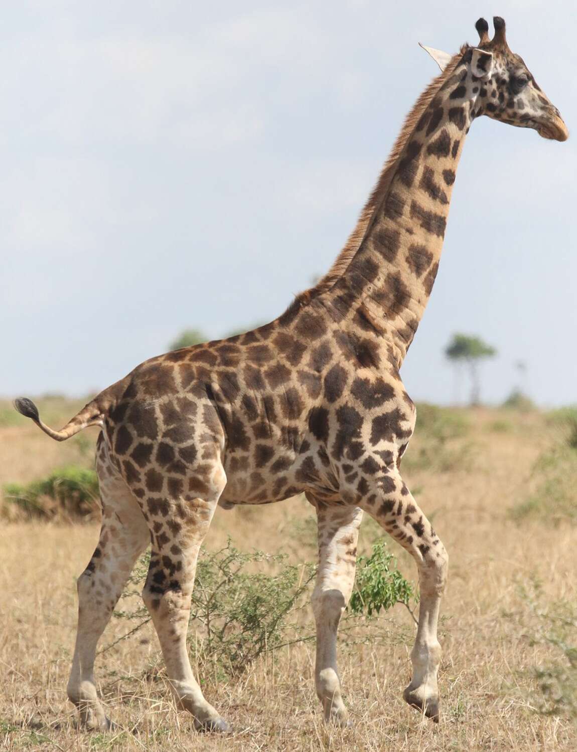 Detail Image Giraffe Nomer 20