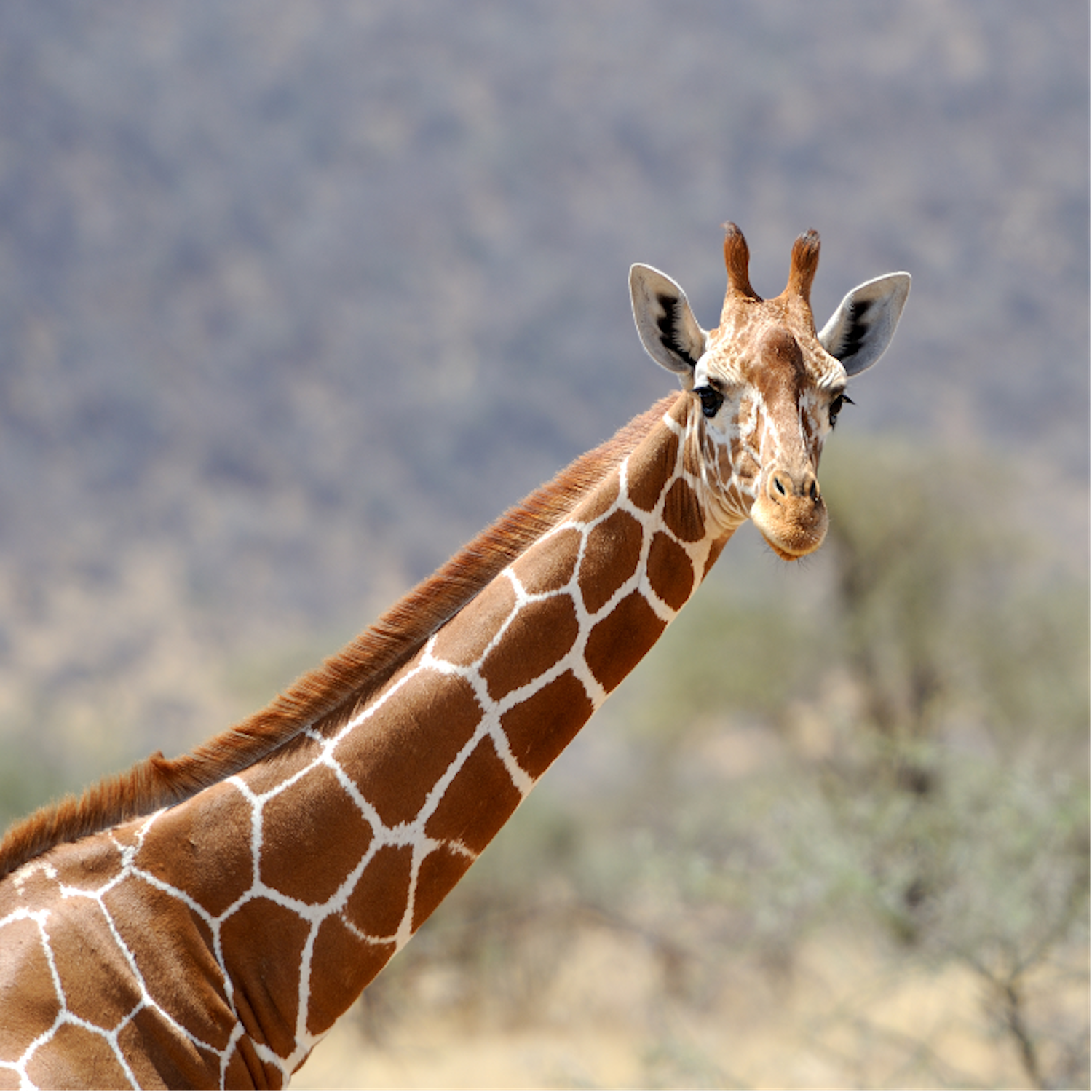 Detail Image Giraffe Nomer 22