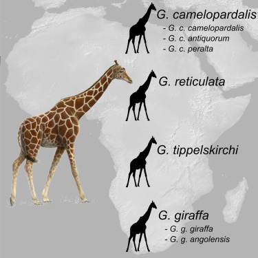 Detail Image Giraffe Nomer 30
